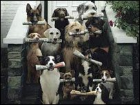 Twelve dogs holding newspapers in their mouths