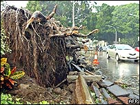 Fallen tree in Tenerife